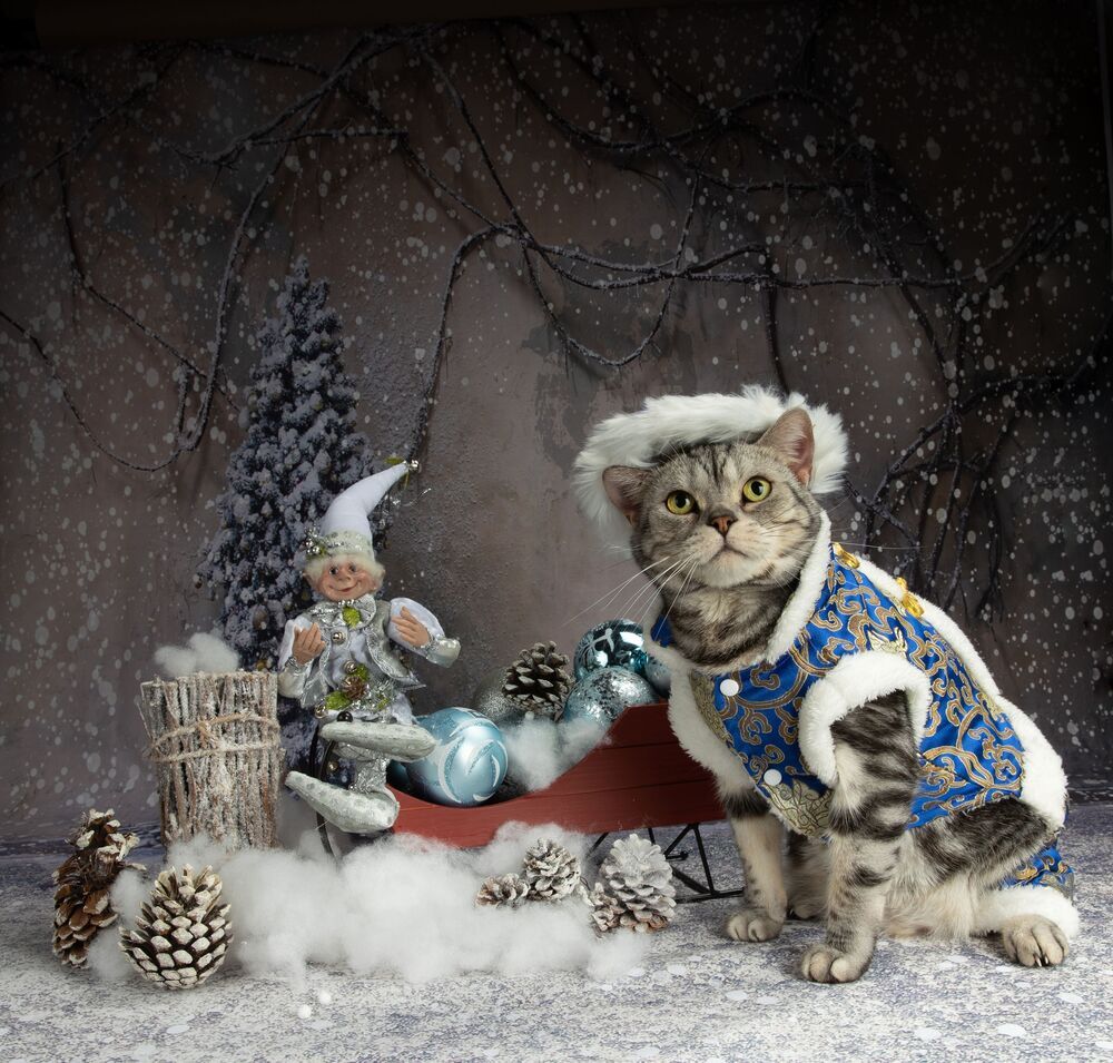 Котики к Праздникам! Всех С Наступающим Новым Годом!