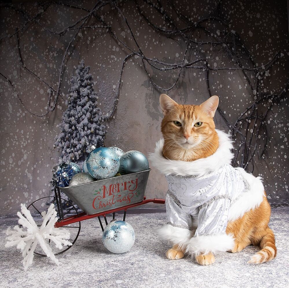 Котики к Праздникам! Всех С Наступающим Новым Годом!
