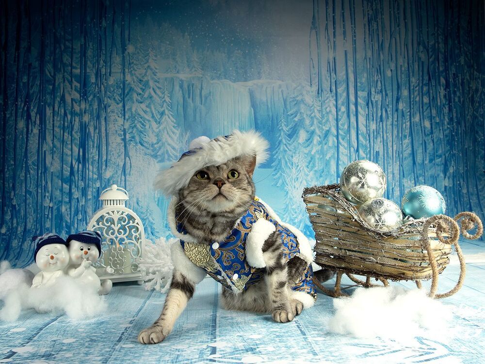 Котики к Праздникам! Всех С Наступающим Новым Годом!