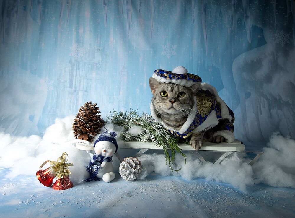 Котики к Праздникам! Всех С Наступающим Новым Годом!