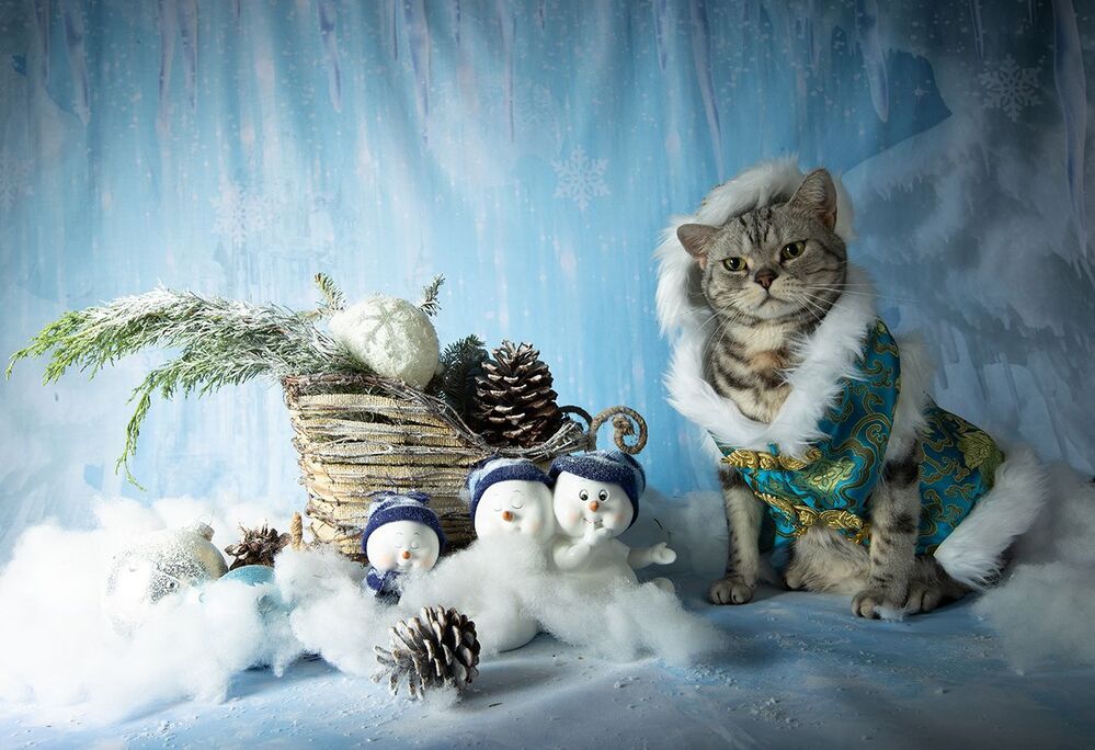 Котики к Праздникам! Всех С Наступающим Новым Годом!
