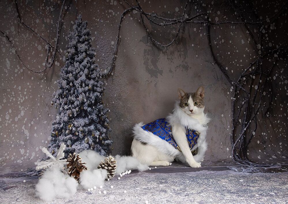 Котики к Праздникам! Всех С Наступающим Новым Годом!