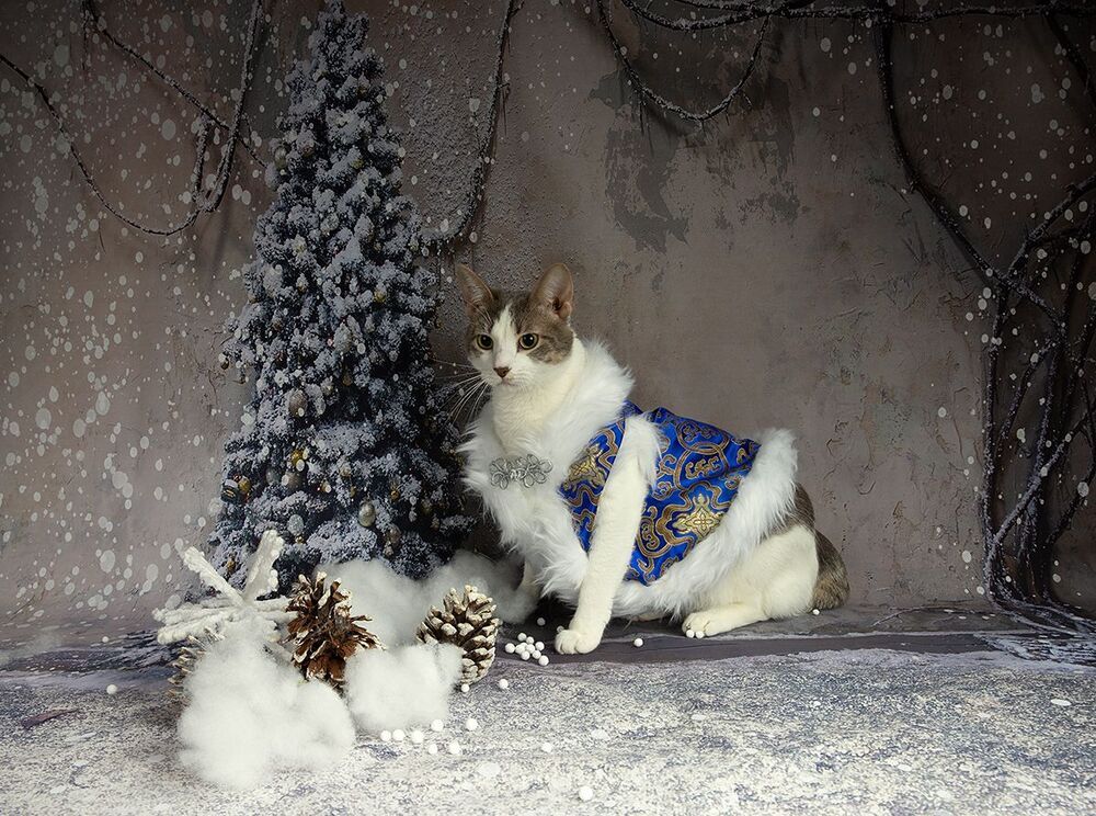 Котики к Праздникам! Всех С Наступающим Новым Годом!