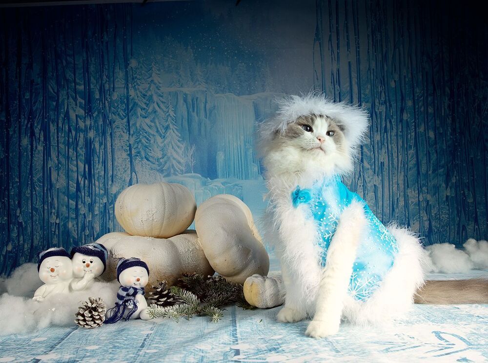 Котики к Праздникам! Всех С Наступающим Новым Годом!