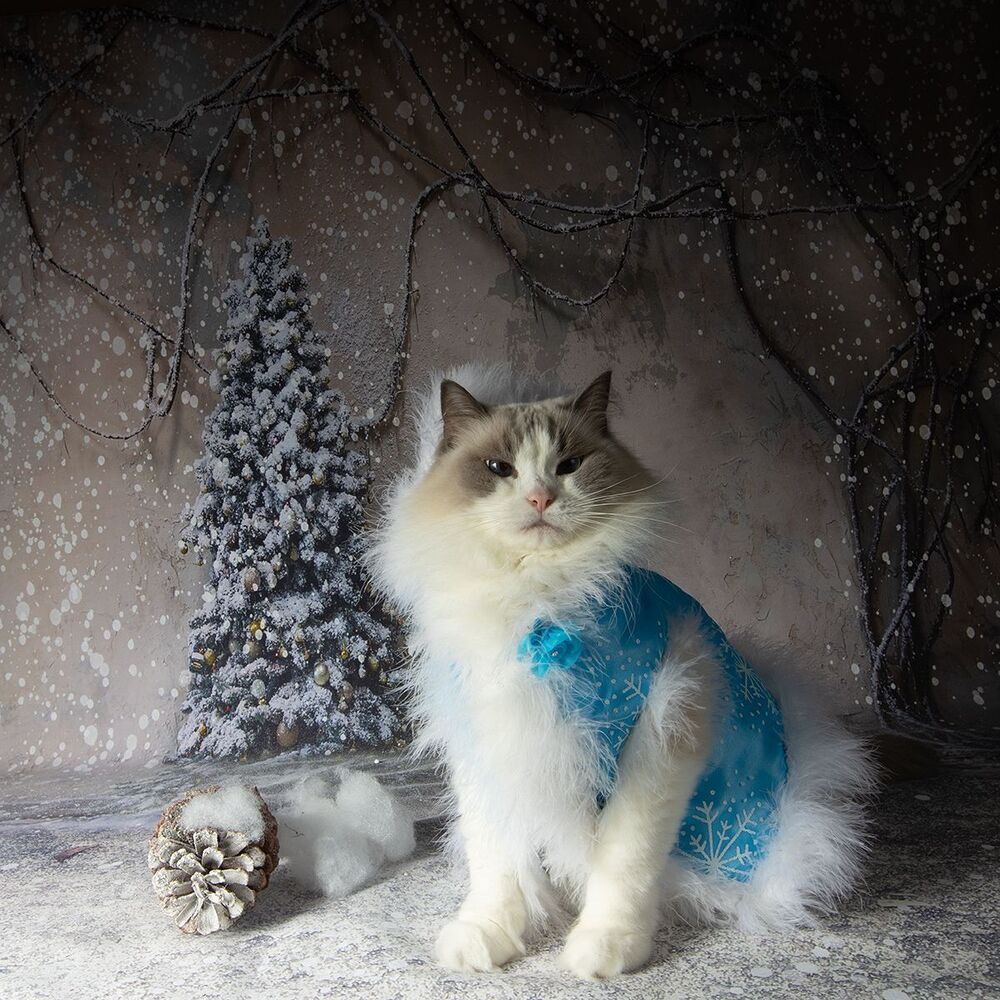 Котики к Праздникам! Всех С Наступающим Новым Годом!