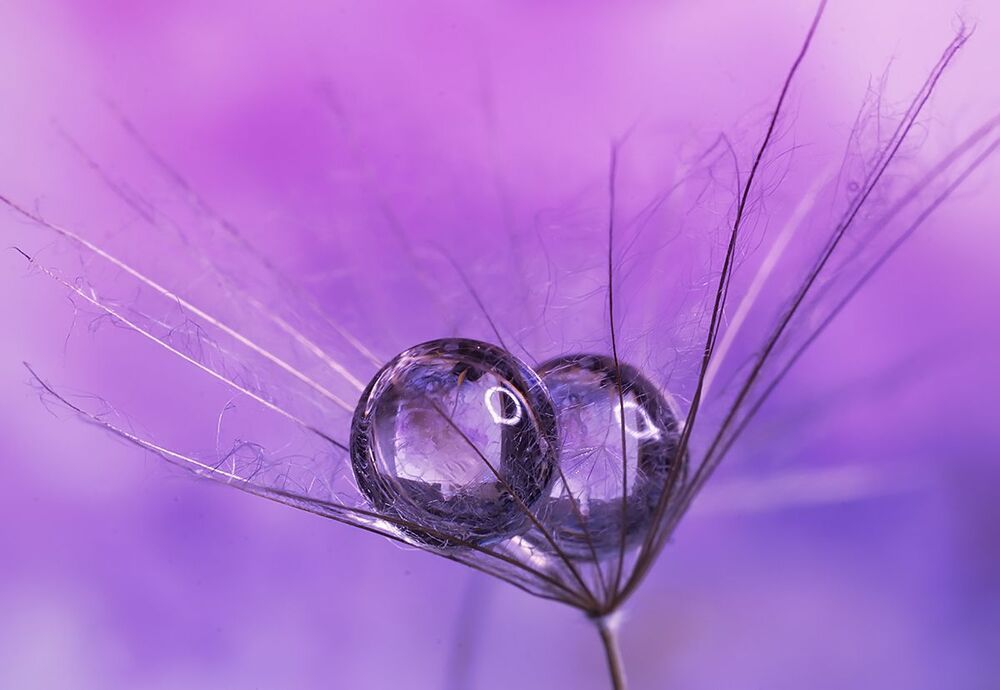 Dandelions