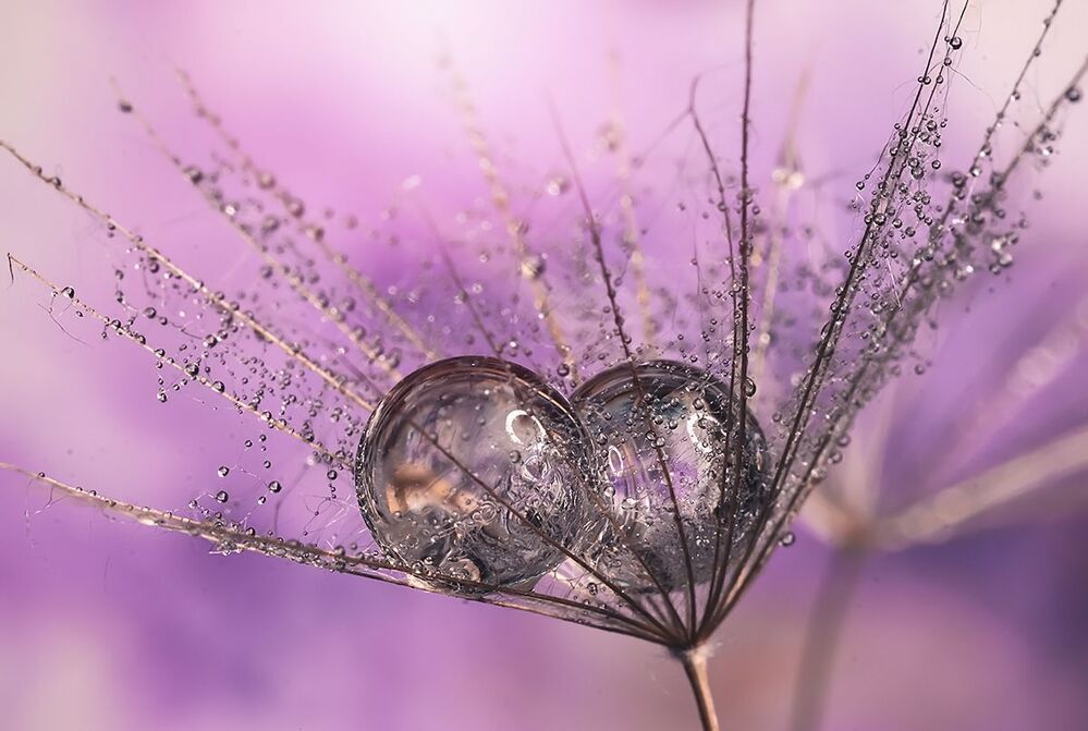 Dandelions