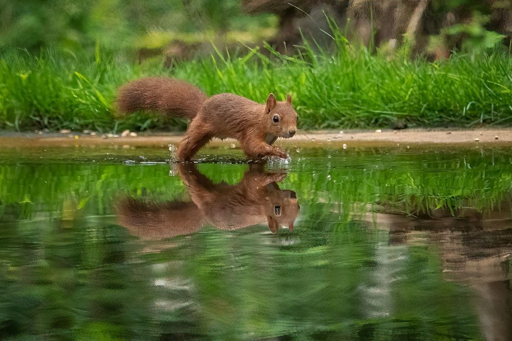 Red Squirrel