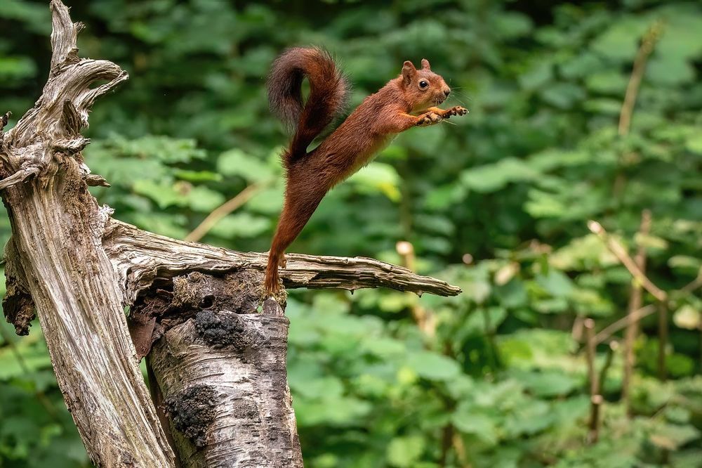 Red Squirrel
