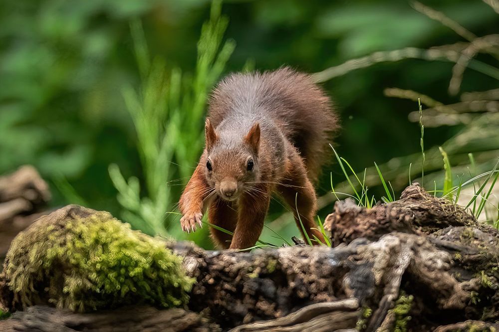 Red Squirrel