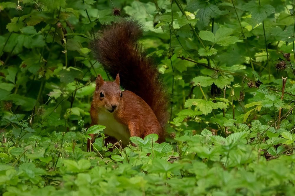 Red Squirrel