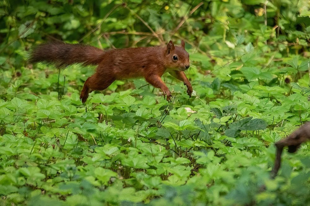 Red Squirrel