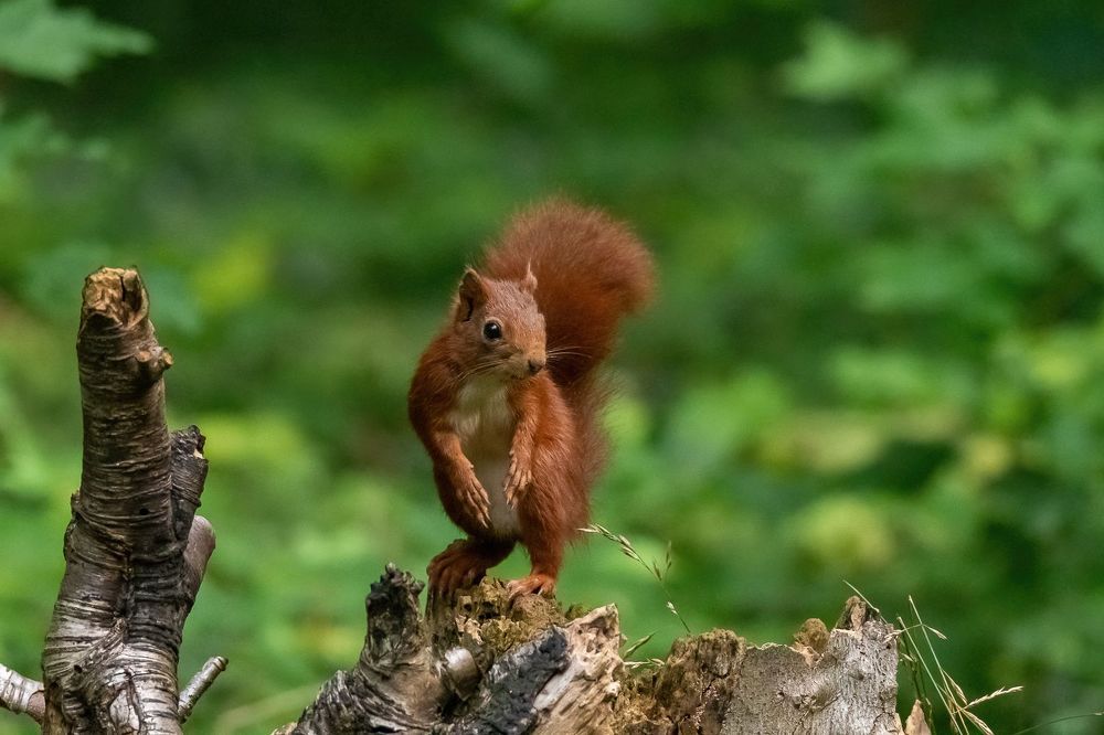 Red Squirrel