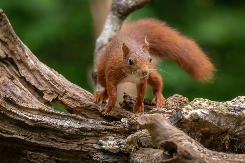 Red Squirrel