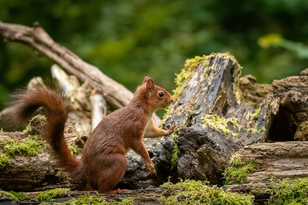Red Squirrel