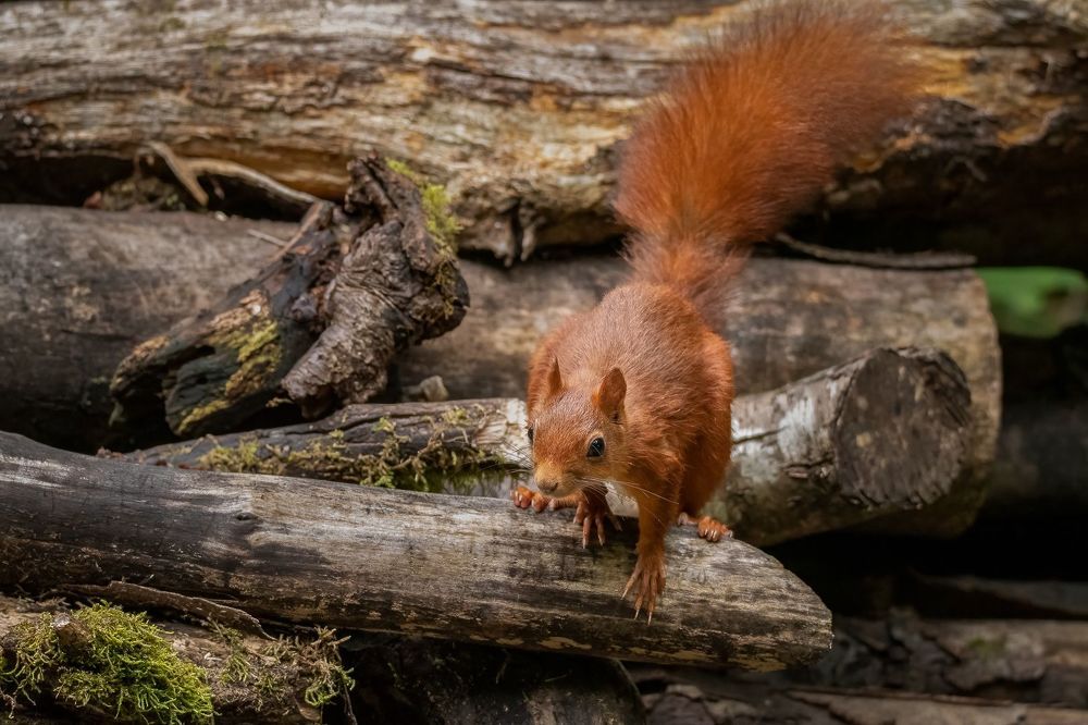 Red Squirrel
