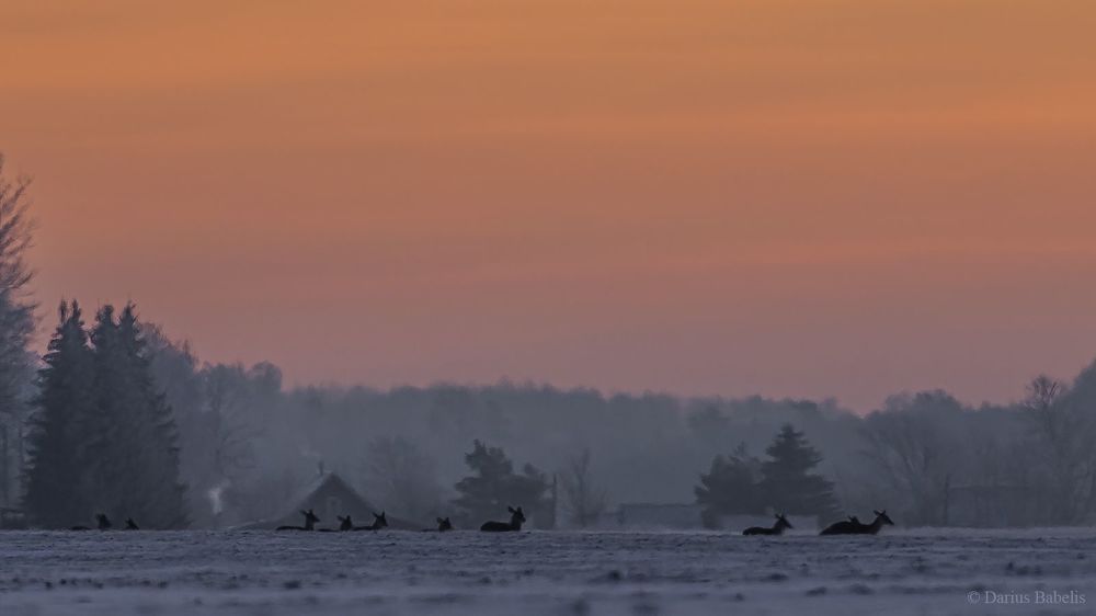 Благородный олень