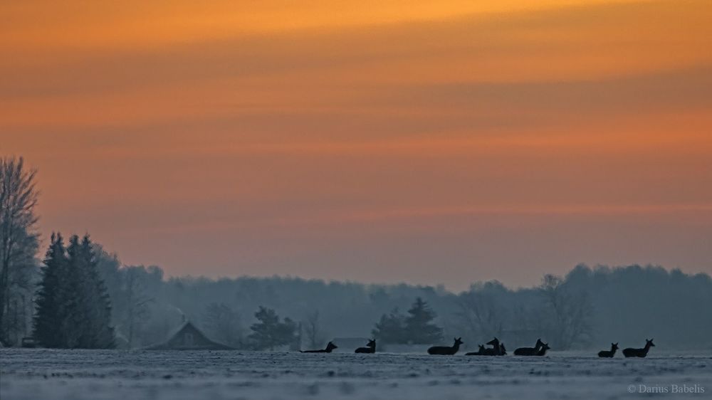 Благородный олень