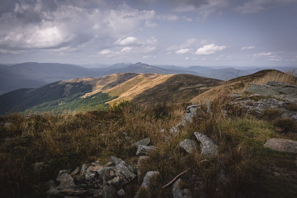 Tarnica