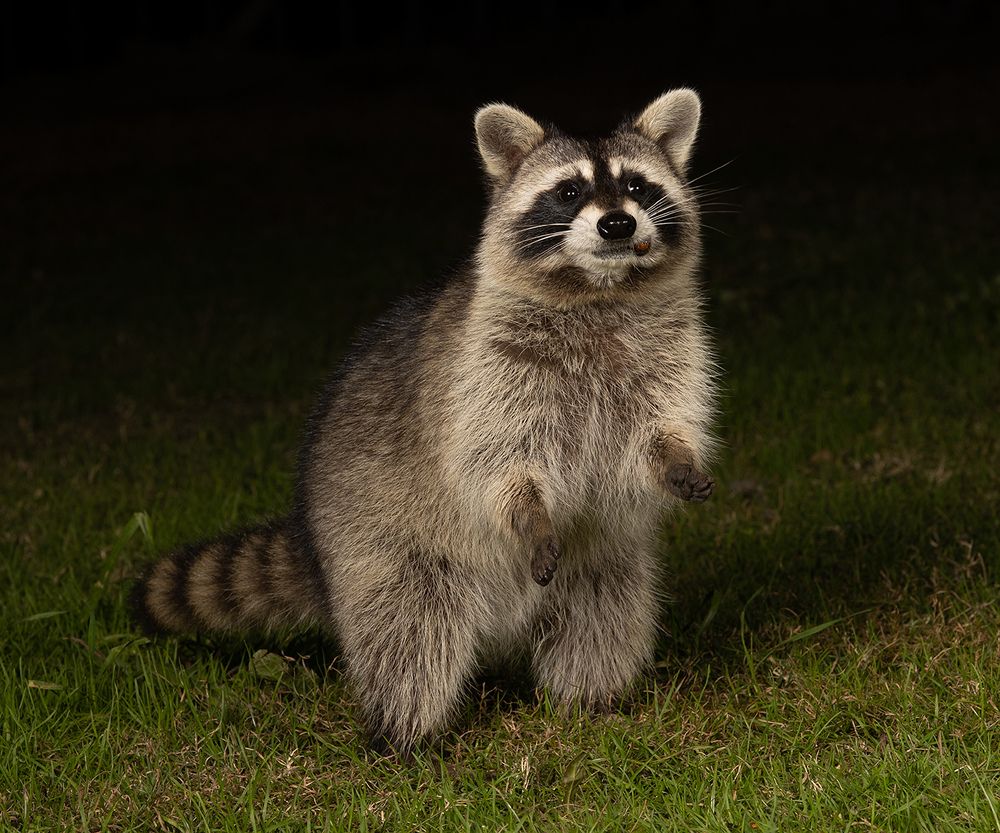 Енот-полоскун -Raccoon