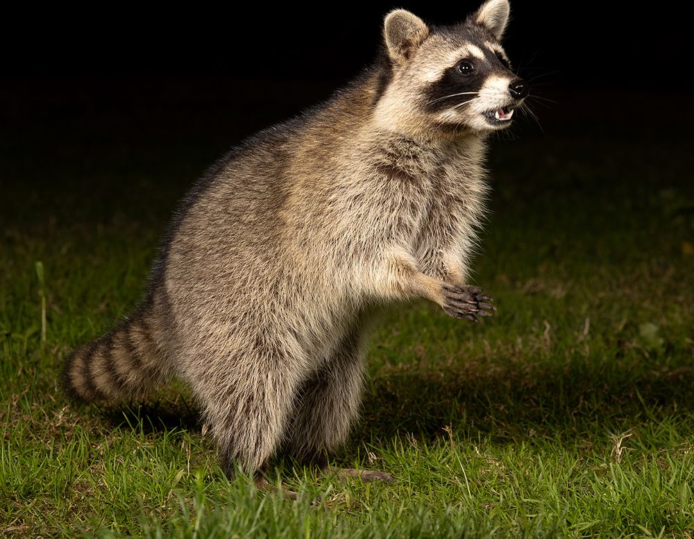 Енот-полоскун -Raccoon