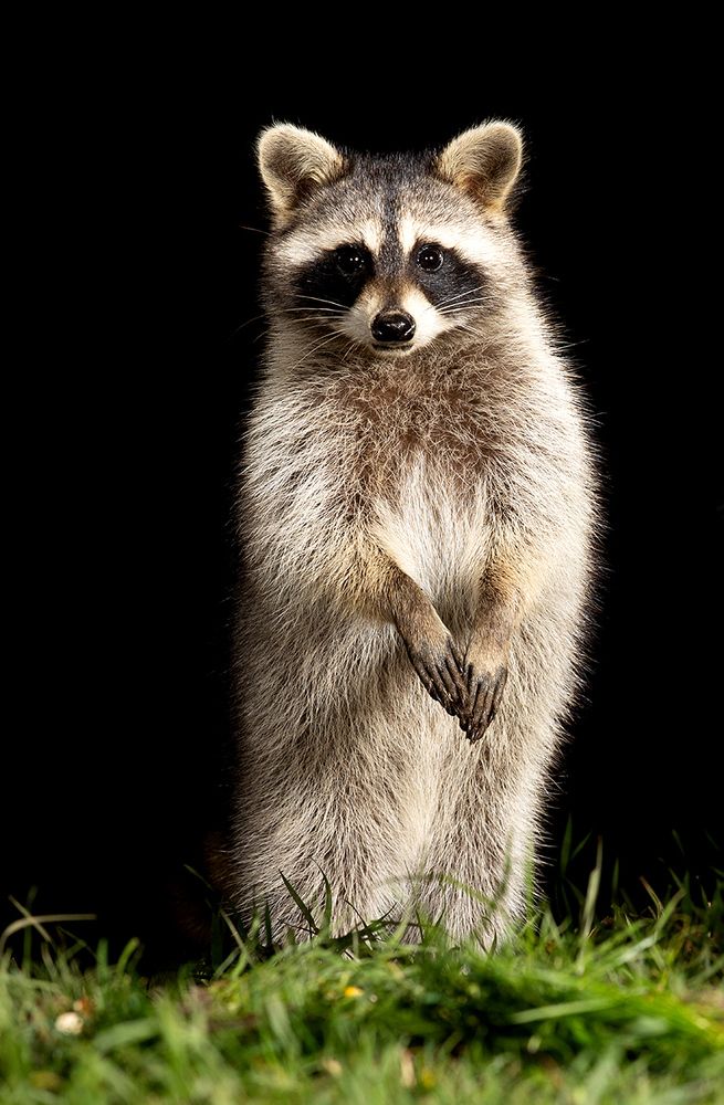 Енот-полоскун -Raccoon