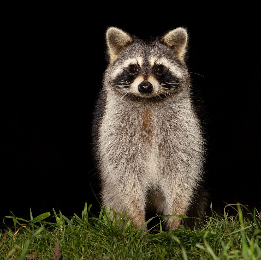 Енот-полоскун -Raccoon