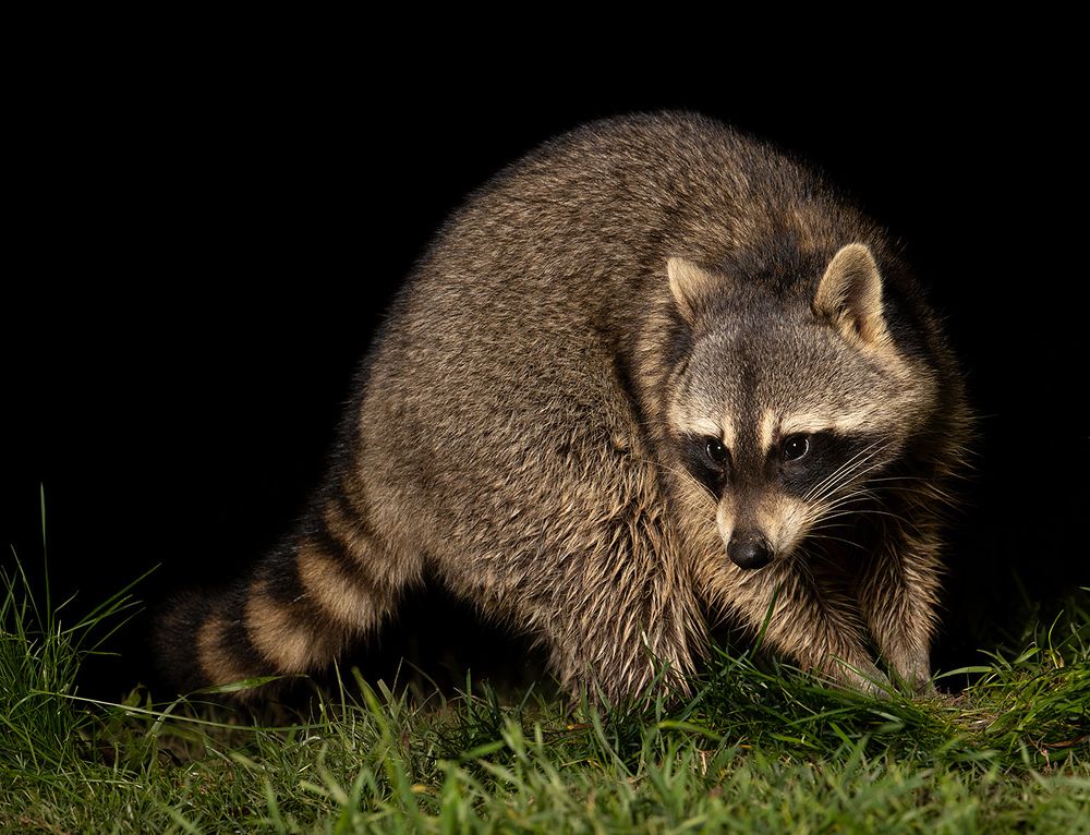 Енот-полоскун -Raccoon