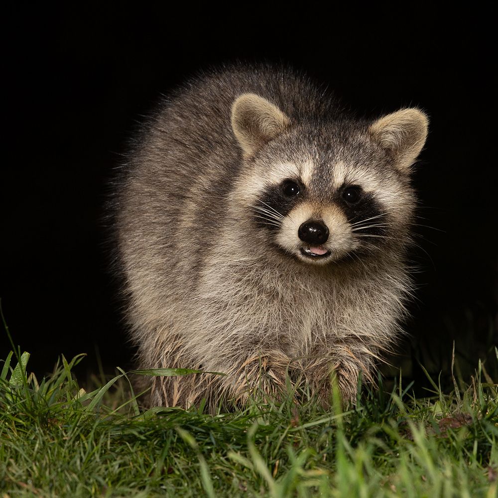 Енот-полоскун -Raccoon