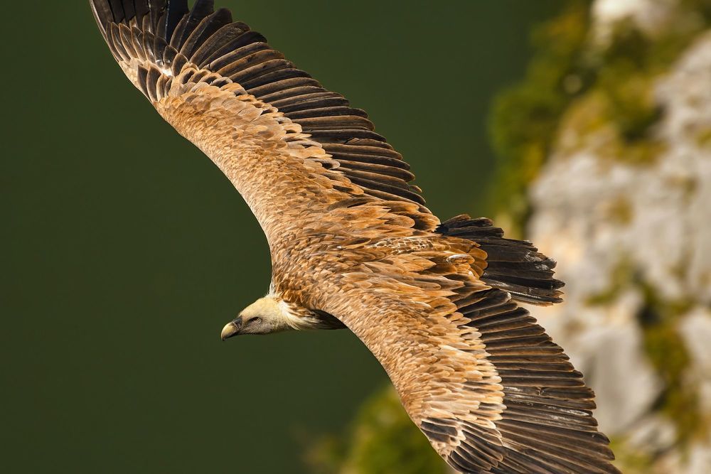 My photos of architecture, nature, wildlife...