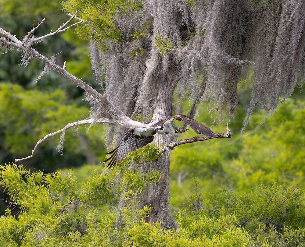 Osprey - Скопа в сказочном интерьере