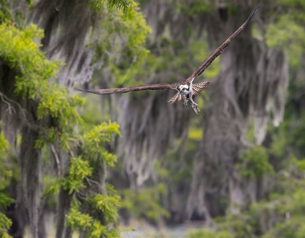 Osprey - Скопа в сказочном интерьере