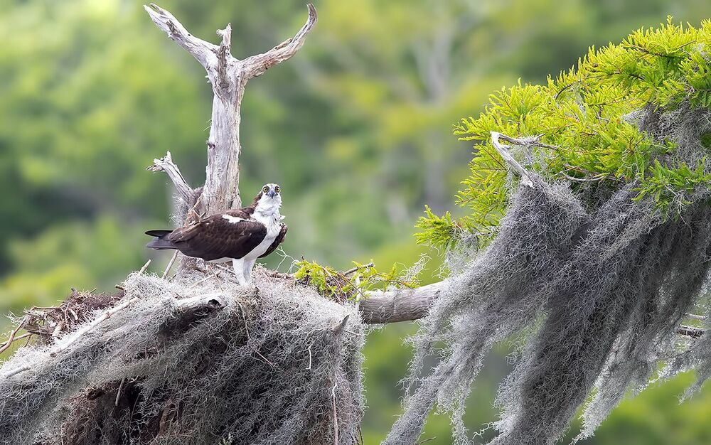 Osprey - Скопа в сказочном интерьере