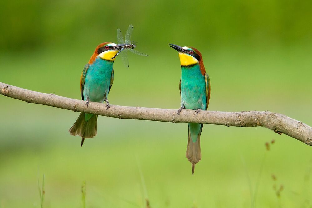 Merops apiaster