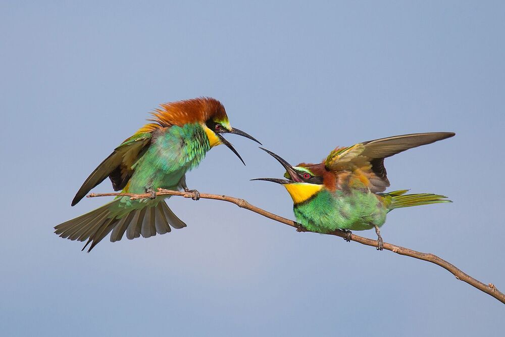 Merops apiaster
