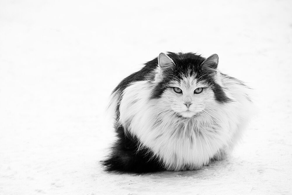 Тихо. Январь.
