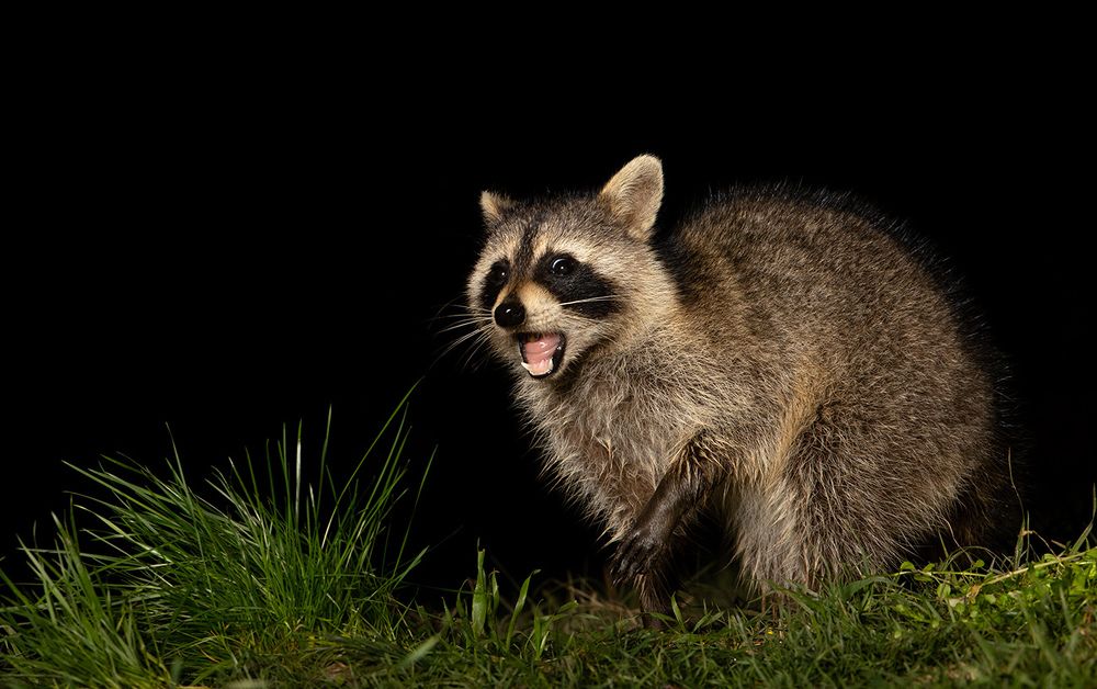 Young Raccoons -  Малыши Енотики