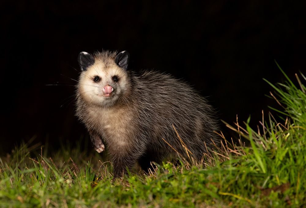 Опосcум - Opossum