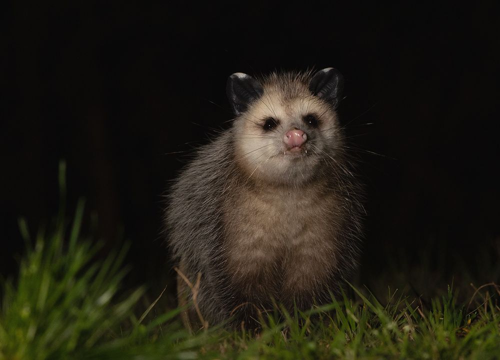 Опосcум - Opossum