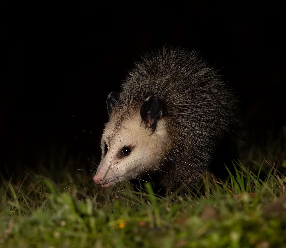 Опосcум - Opossum