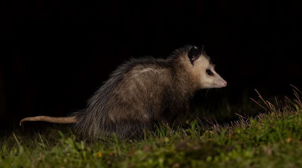 Опосcум - Opossum