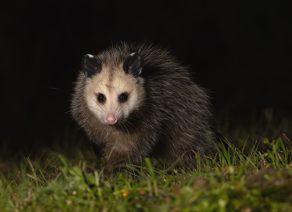Опосcум - Opossum