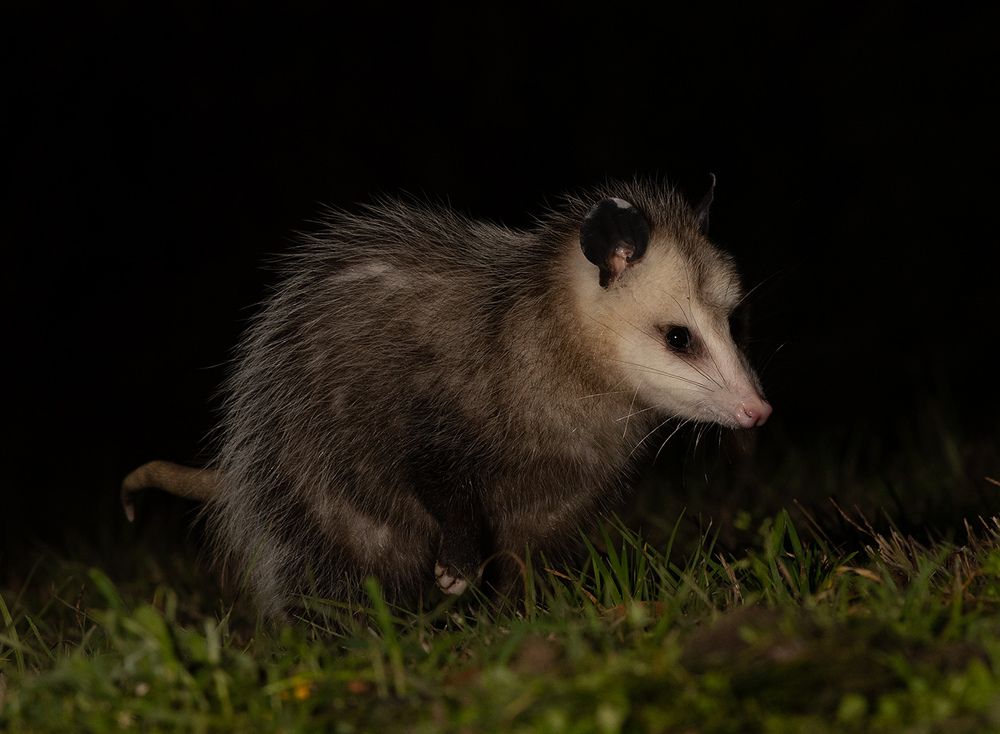 Опосcум - Opossum