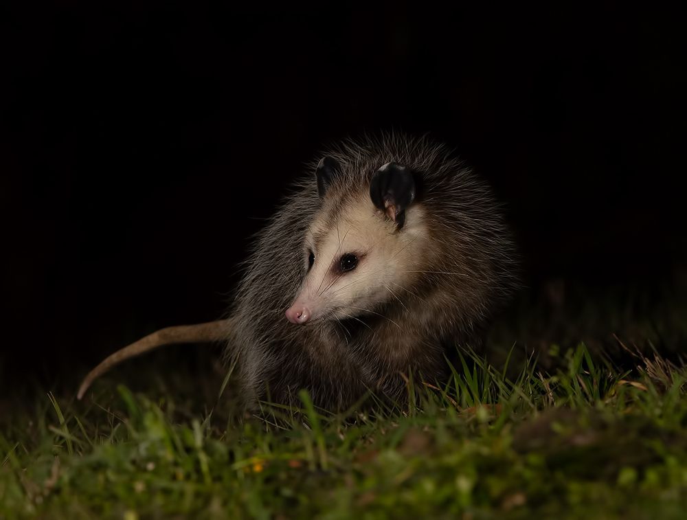 Опосcум - Opossum