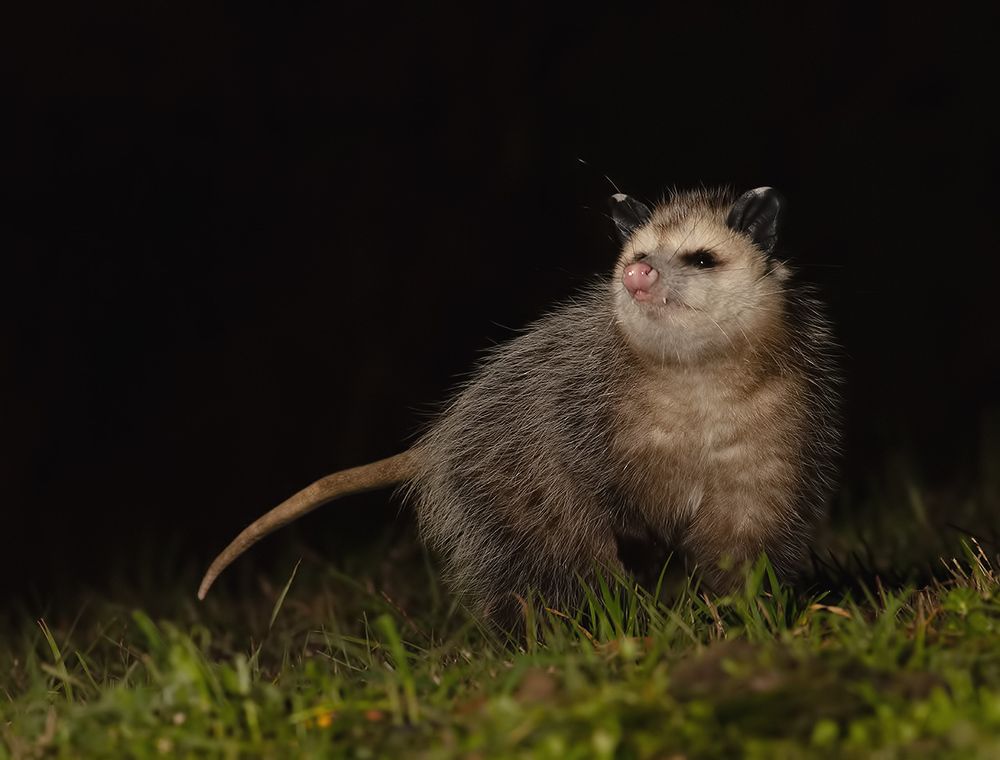 Опосcум - Opossum