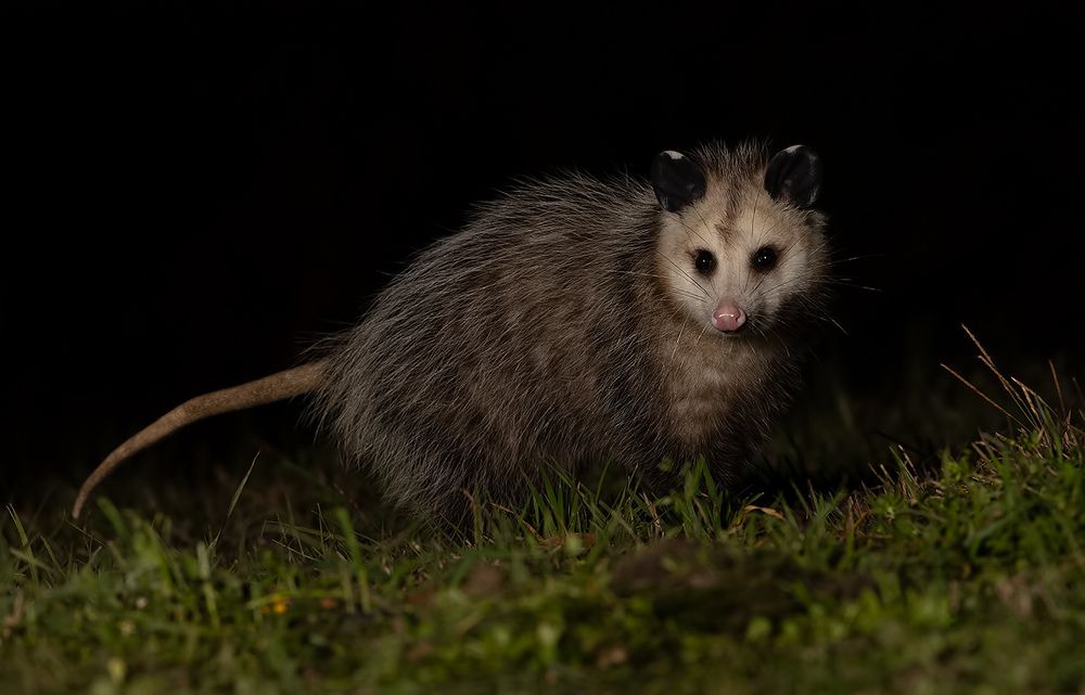 Опосcум - Opossum