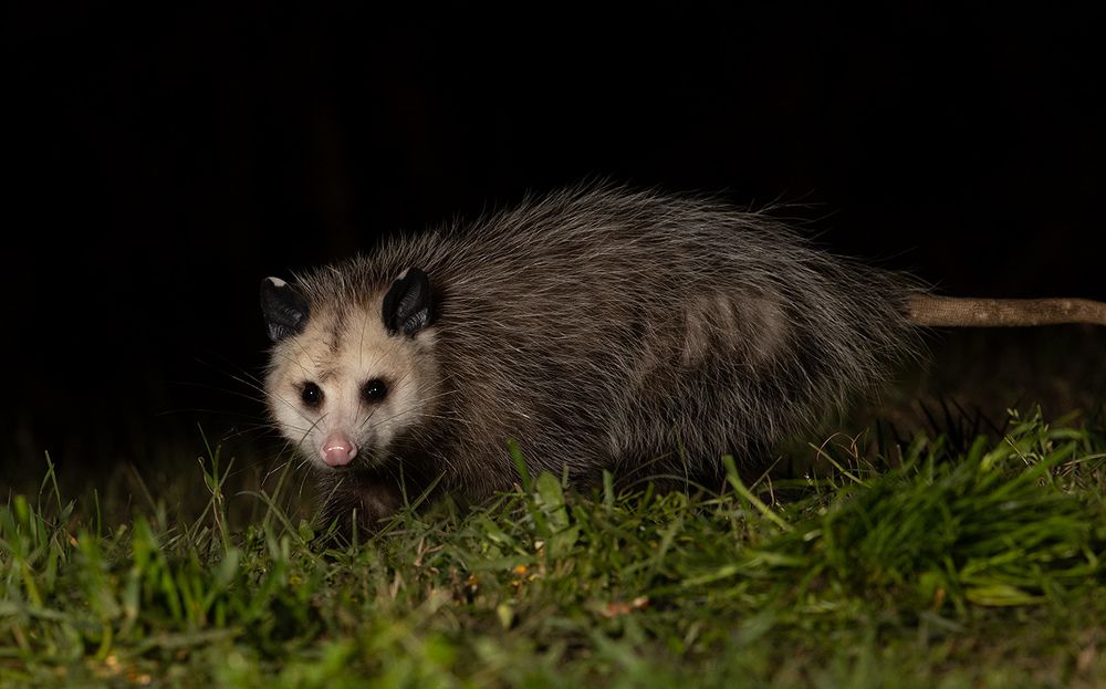 Опосcум - Opossum
