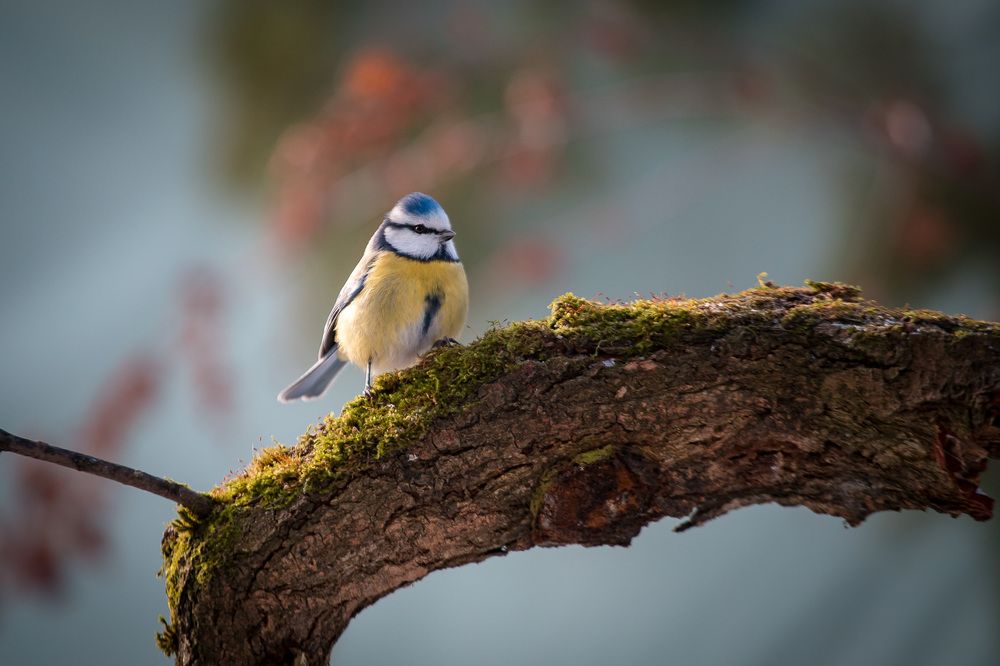 Blue tit