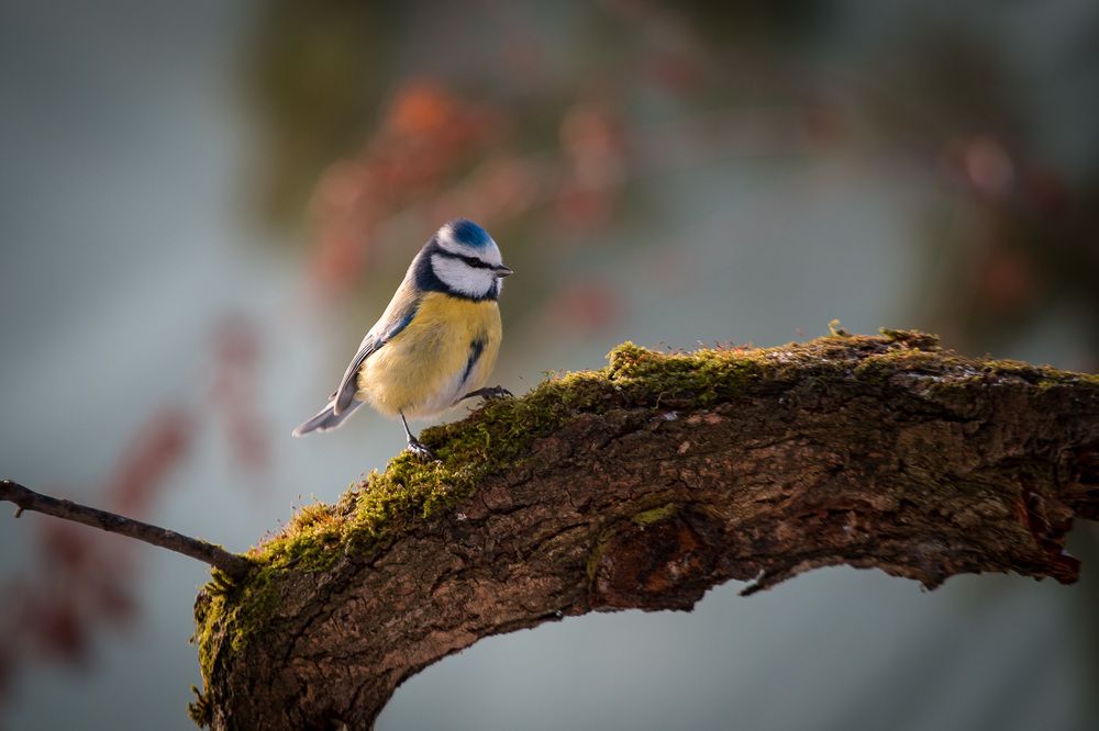Blue tit