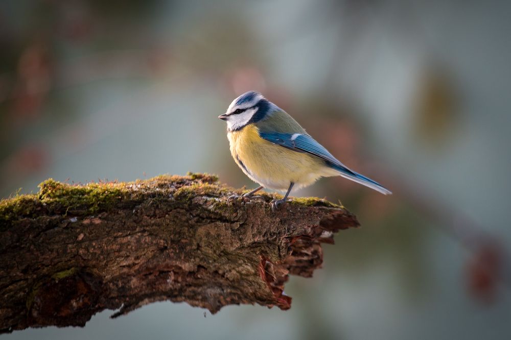 Blue tit